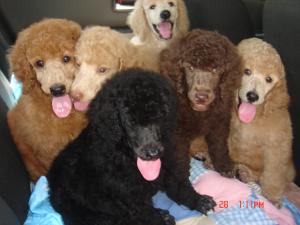 AKCStandardPoodlePups